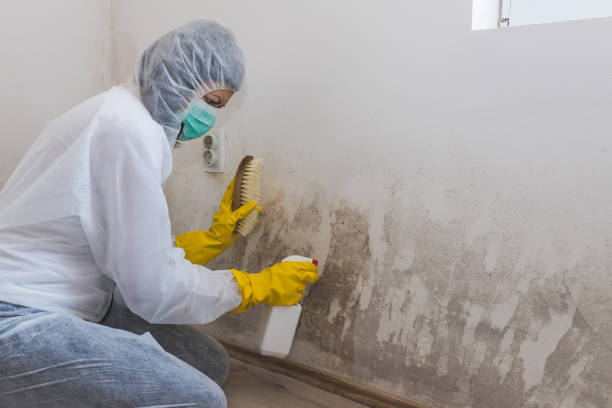 Best Residential Mold Removal  in Cheswick, PA