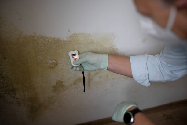 Best Commercial Mold Removal  in Cheswick, PA